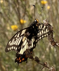Papilio anactus