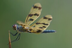 Rhyothemis graphiptera