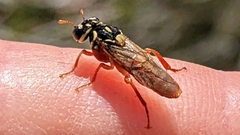 Pergidae