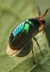 Celyphidae