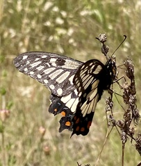 Papilio anactus