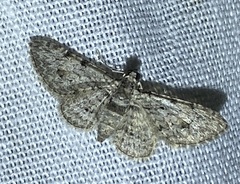 Sigilliclystis insigillata