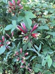 Alstroemeria psittacina