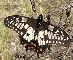 Papilio anactus