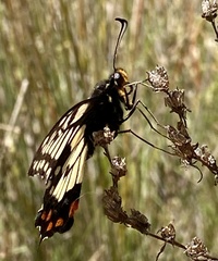 Papilio anactus