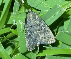 Hypoperigea tonsa