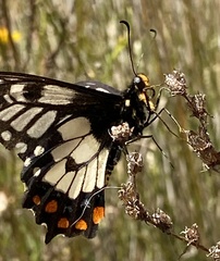Papilio anactus