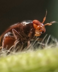 Celyphidae