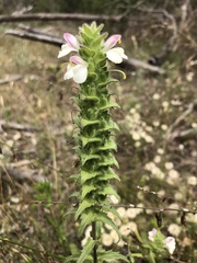 Bellardia trixago