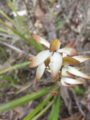Caladenia cucullata