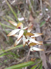 Caladenia cucullata