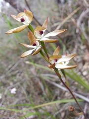 Caladenia cucullata