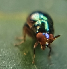 Celyphidae