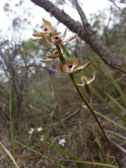 Caladenia cucullata