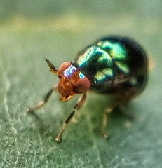 Celyphidae