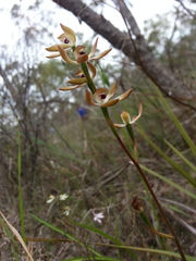Caladenia cucullata