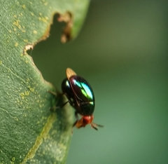 Celyphidae