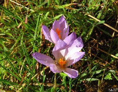 Crocus serotinus