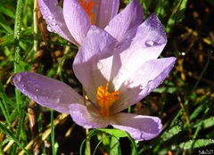Crocus serotinus