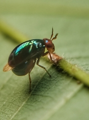 Celyphidae