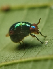 Celyphidae