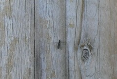 Sciaroidea