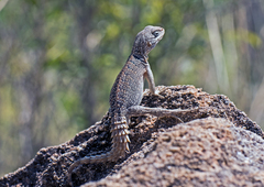 Oplurus cyclurus