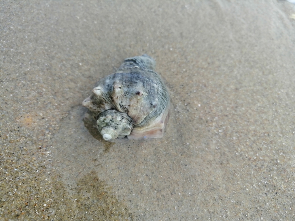 veined whelk