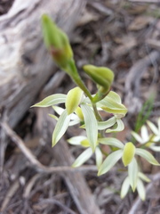 Caladenia cucullata
