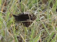 Erynnis afranius