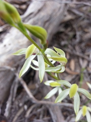 Caladenia cucullata