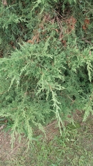 Juniperus virginiana