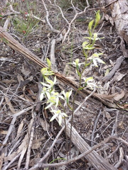Caladenia cucullata