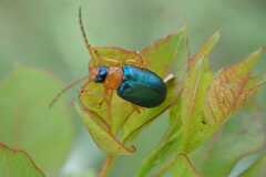 Spilocephalus viridipennis