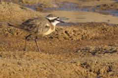 Charadrius pecuarius
