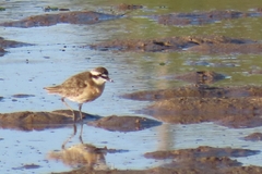 Charadrius pecuarius