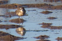 Charadrius pecuarius