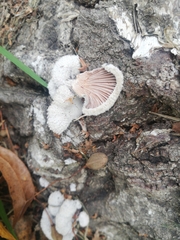 Schizophyllum commune