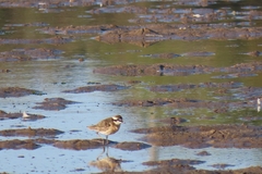 Charadrius pecuarius