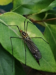Tipulidae