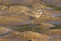 Charadrius pecuarius