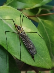 Tipulidae