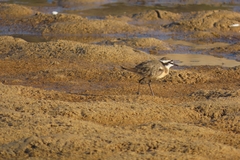 Charadrius pecuarius