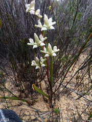 Disperis circumflexa aemula