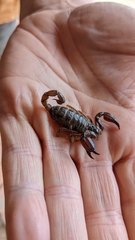 Urodacus manicatus