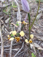 Diuris calcicola