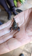 Urodacus manicatus