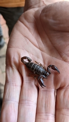 Urodacus manicatus