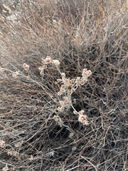 Eriogonum wrightii nodosum