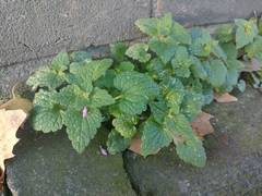 Lamium purpureum